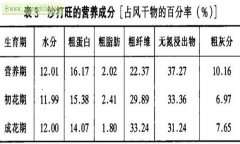 沙打旺怎样羊才爱吃 沙打旺饲用价值