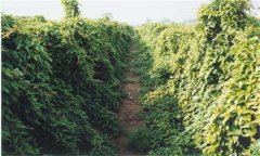 山药怎样种植 山药种植技术与栽培管理方法