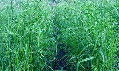 狼尾草的起源及分布 狼尾草种植方法