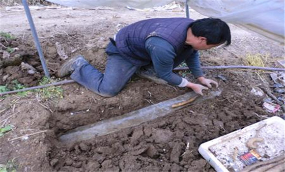 山药播种是什么时候