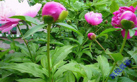 芍药花的养殖方法