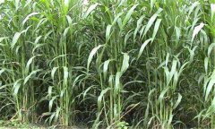 苏丹草种植方法介绍