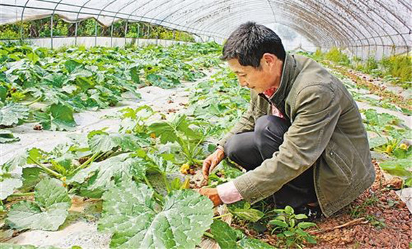 蜜本南瓜种植时间