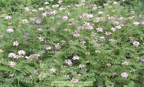 小冠花植物学特征及生物学特性