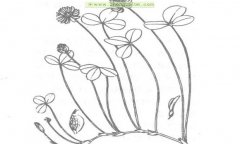 白三叶植物学特征及生物学特性