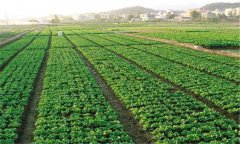 菜田使用除草剂的八个注意事项