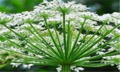 独活怎么种植 独活种植技术与管理的方法