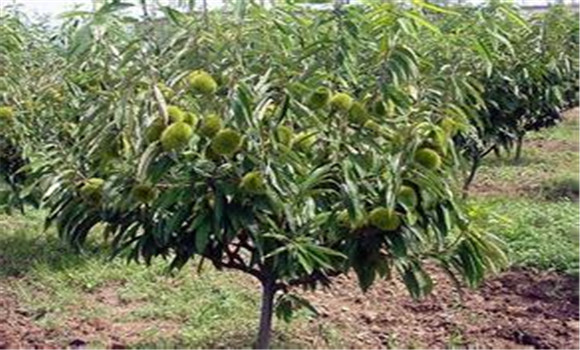 板栗树如何种植的五大技术要点