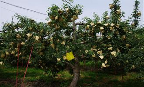 夏季果树管理