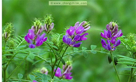 紫花苜蓿的播种方法