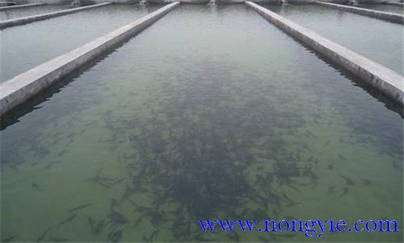罗非鱼苗怎么养