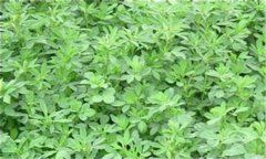 苜蓿草什么时候种最好 苜蓿种植技术要点
