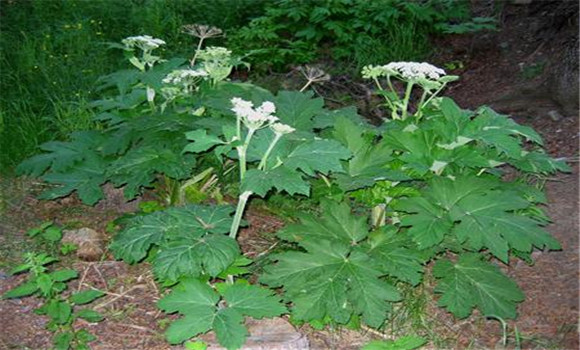 白芷种植后如何管理好