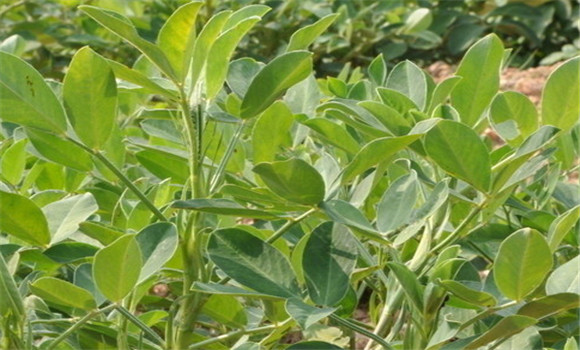 花生地膜覆盖栽培技术