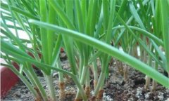 家庭种植韭菜如何施肥 韭菜施肥技术要点