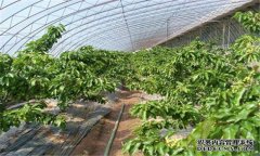 樱桃病虫害有哪些 樱桃病虫害防治技术