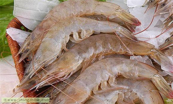 河虾的营养价值及功效 河虾的功效有哪些