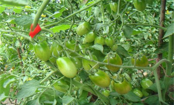 樱桃番茄的高效栽培方法