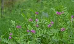 苕子种植时间和方法 苕子栽培技术要点