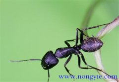 拟黑多刺蚁怎么养 拟黑多刺蚁养殖与管理方法