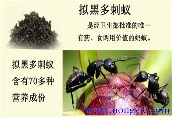 拟黑多刺蚁养殖与管理方法