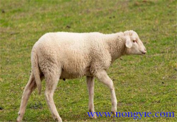 怎样防治羊的传染性结膜角膜炎
