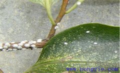 草履蚧的危害特点及如何预防 草履蚧的防治方法