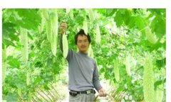 怎样种植苦瓜，苦瓜种植方法与技术要点
