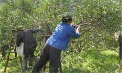 柑橘夏季修剪的方法及病虫害防治技术要求