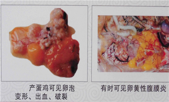 鸡传染性鼻炎的症状