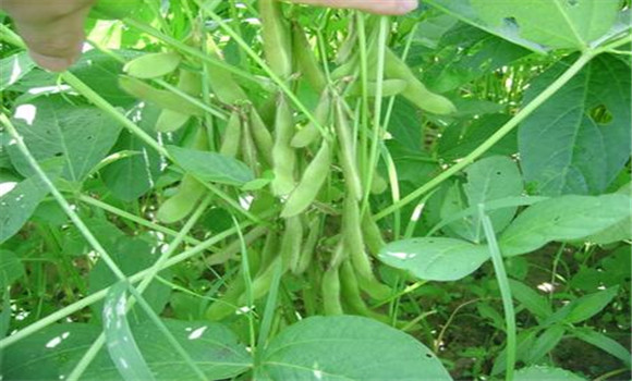 大豆栽培