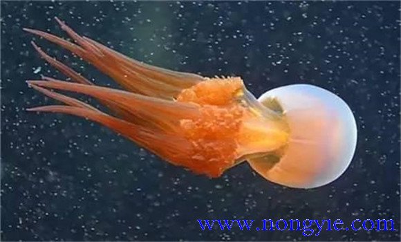海蜇是水母吗？