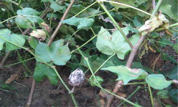 棉花种植中“二次生长”的发生与防治