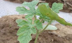 西瓜疫病防治方法 西瓜疫病打什么药