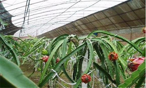 种植火龙果
