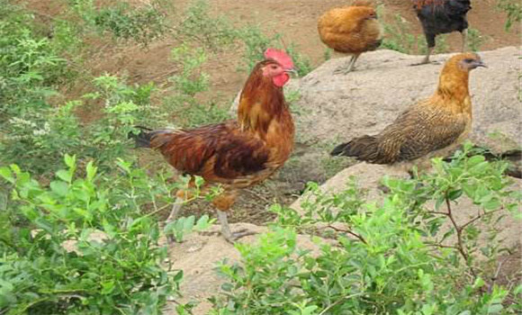 种鸡的饲养