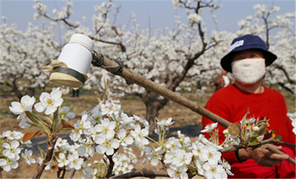 梨树花期管理技术要点