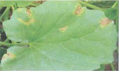 甜瓜叶枯病防治方法,有没有甜瓜叶枯病特效药