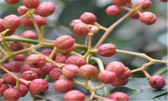 花椒花叶病怎么治 花椒花叶病的防治与治疗方法