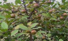 油茶怎么种植 油茶高产栽培技术与步骤