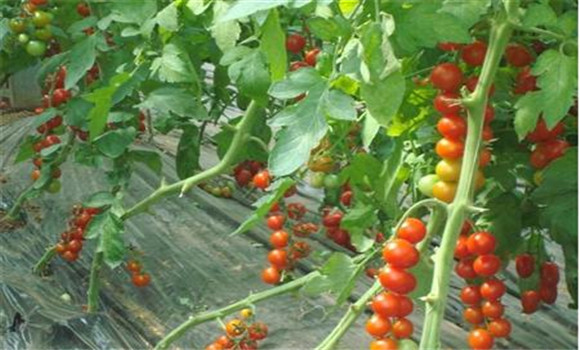 樱桃番茄的肥水管理技术