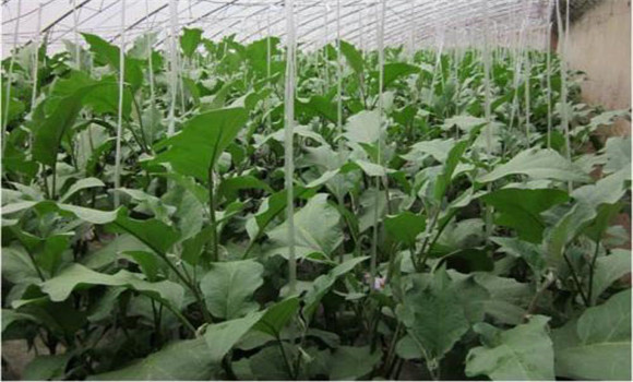 温室茄子定植后的管理技术