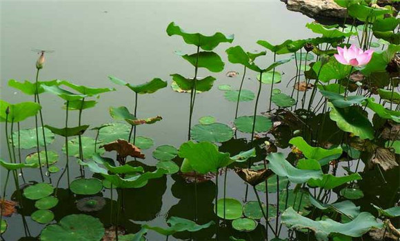 湘莲定植