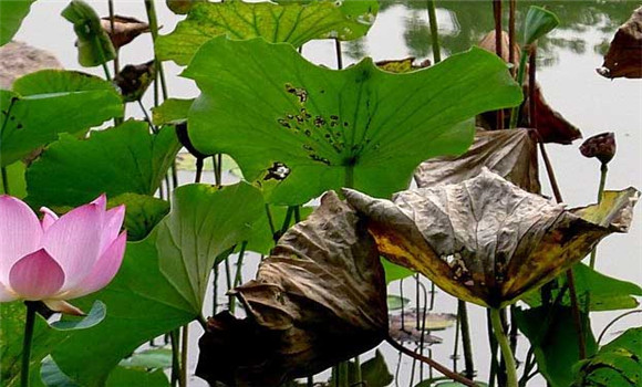 种植湘莲要注意