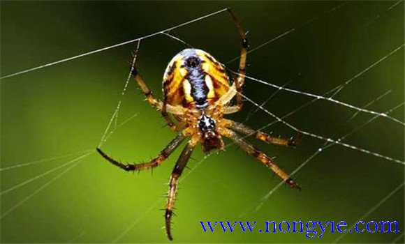 蜘蛛的天敌是什么动物