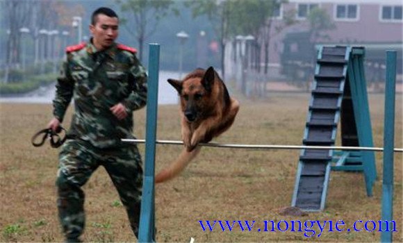 训犬员必须准确掌握的四大训练要领