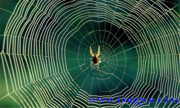 蜘蛛怎么织网