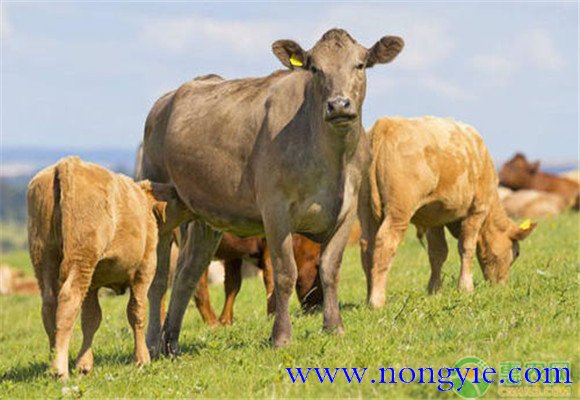 牛的常见种类有哪些