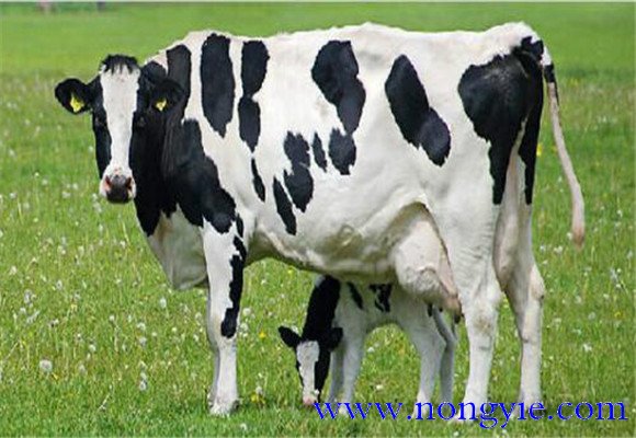 荷斯坦奶牛的日常管理