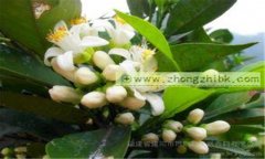 玳玳花的功效与作用